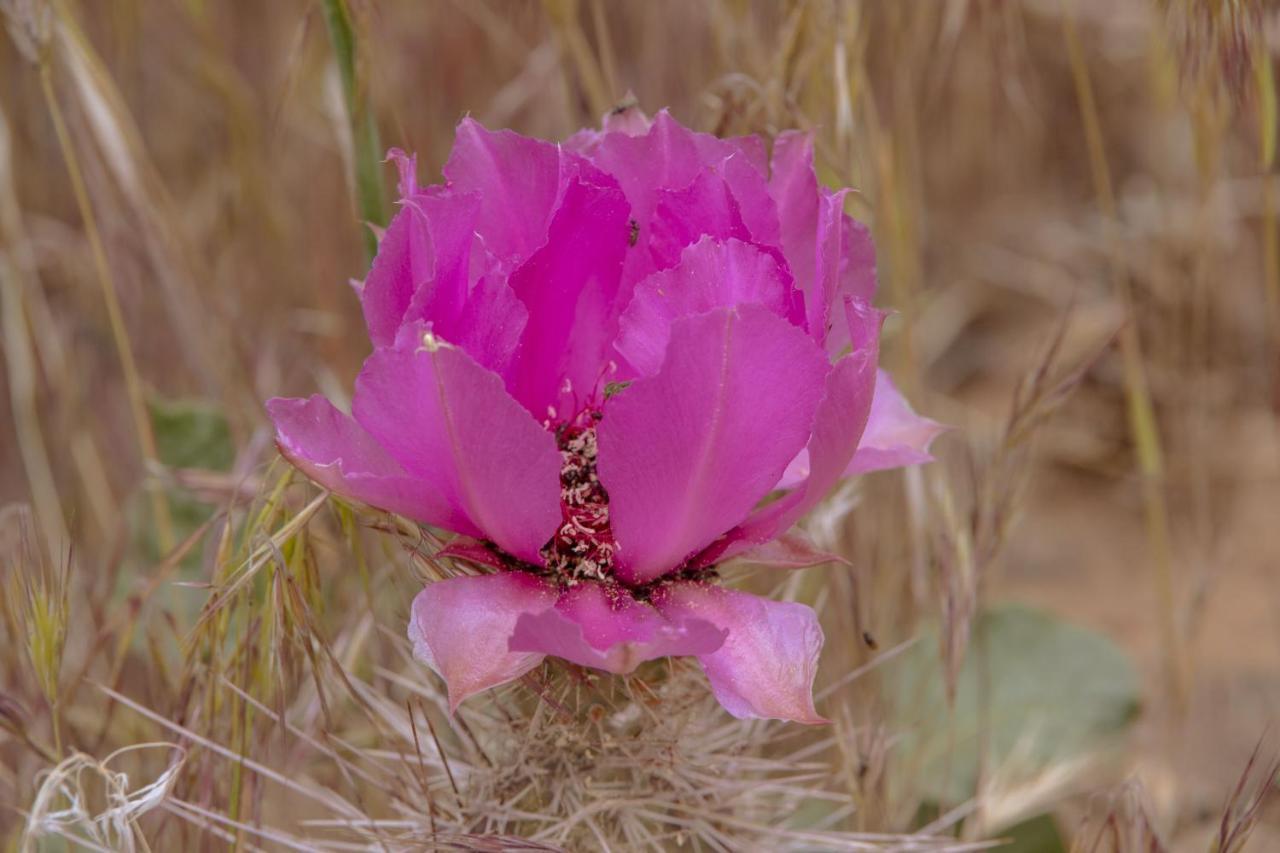 Zion Wildflower Hotel Virgin Luaran gambar